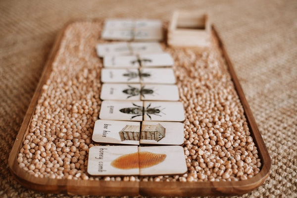 Honey Bee Life Cycle (18 pc)