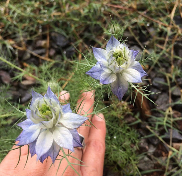 Love In A Mist Gift of Seeds
