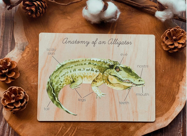Anatomy of an Crocodile Board