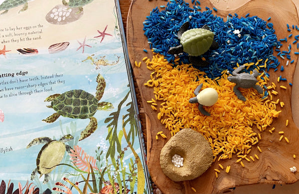 Lifecycle of a green sea turtle- Safari Ltd