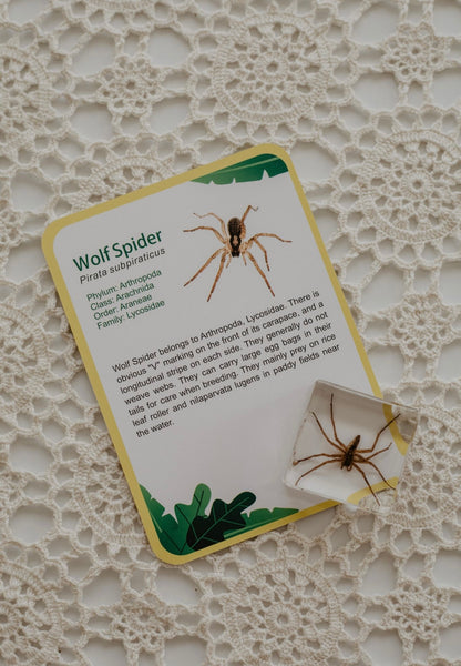 Creepy Crawlers Specimen Set