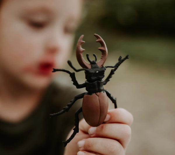 Life cycle of a stag beetle