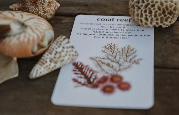 Ocean flash cards