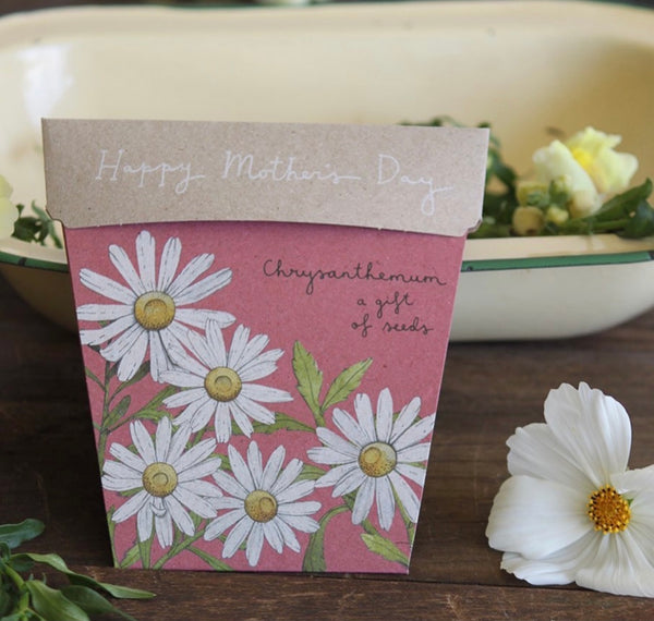 Chrysanthemum Mother’s Day Gift of Seeds