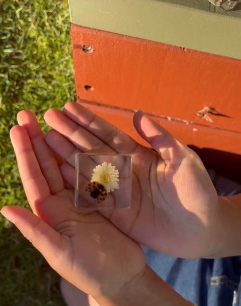 Ladybird and Flower Specimen