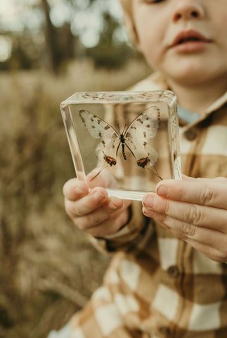 Swallowtail Butterfly Specimen