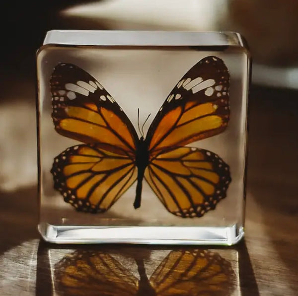 Common Butterfly Specimen