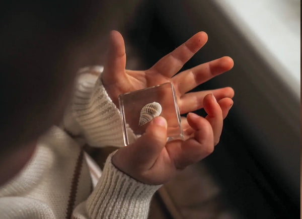 Sea Searcher Specimens