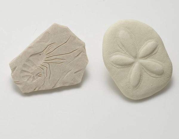 Let’s Investigate – Fossils