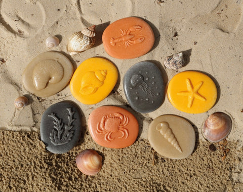 Let’s Investigate – Seashore