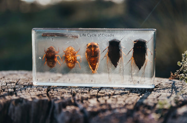 Cicada Life Cycle Specimen Block
