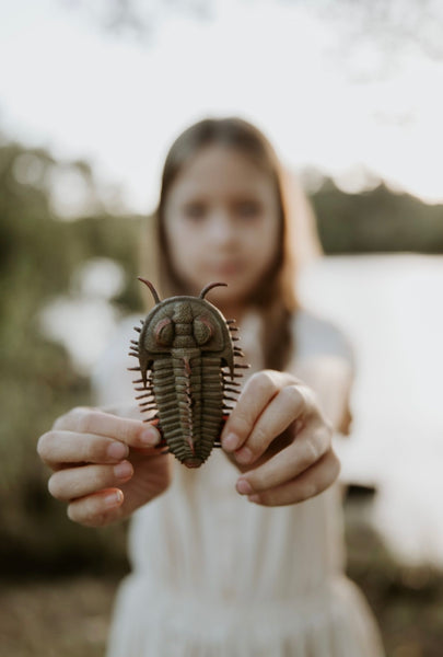 REDLICHIA REX TRILOBITE