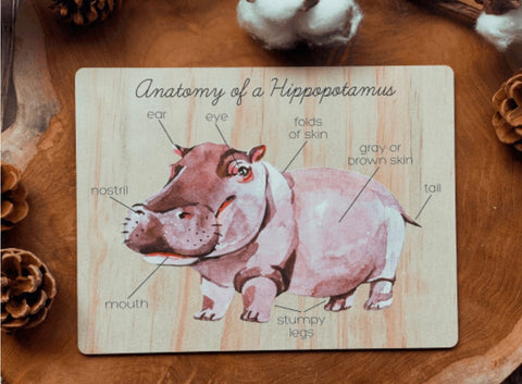 Anatomy of a Hippopotamus board