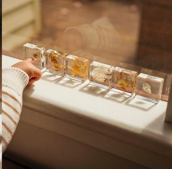 Sea Searcher Specimens