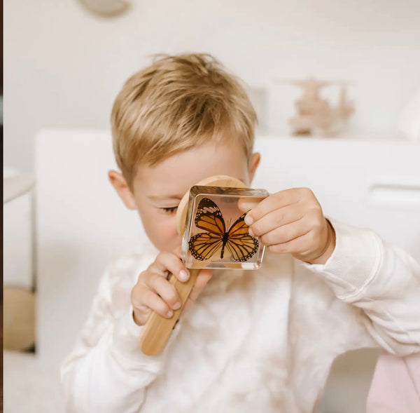 Common Butterfly Specimen
