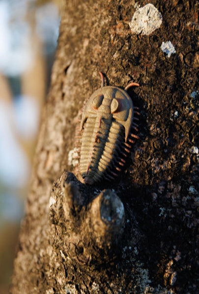 REDLICHIA REX TRILOBITE