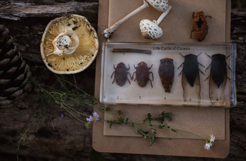 Cicada Life Cycle Specimen Block