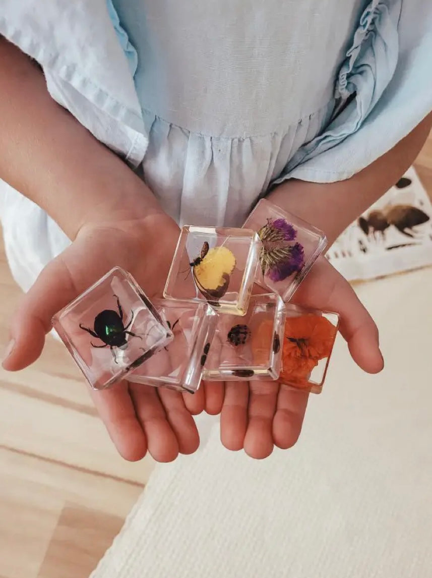Pollinator Pals Specimen Set