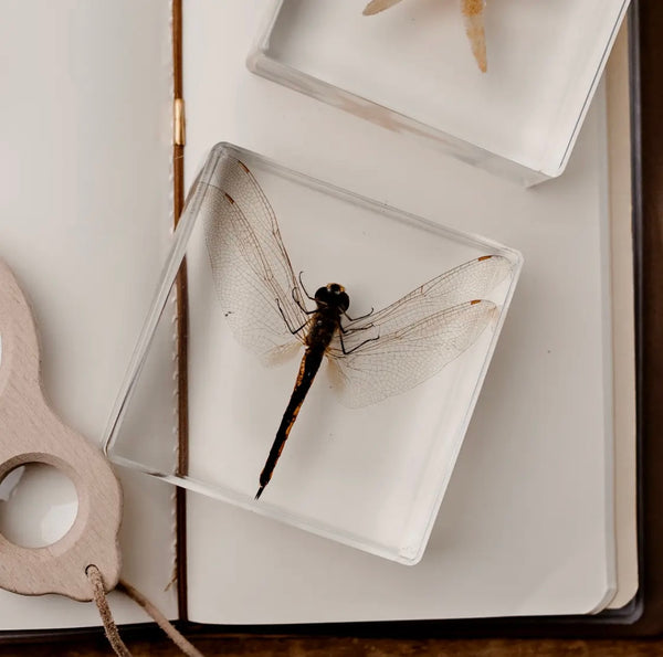 Dragonfly Specimen