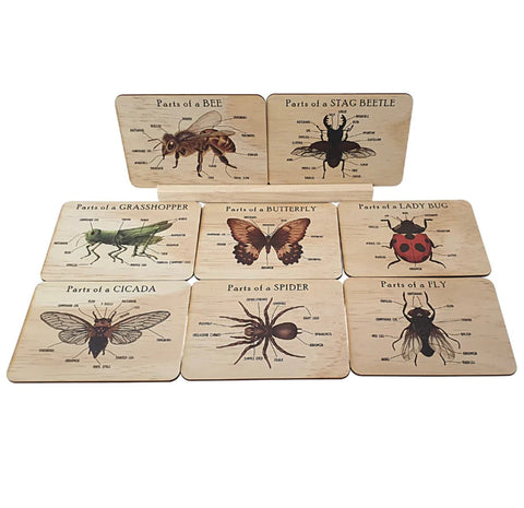Bug anatomy card set