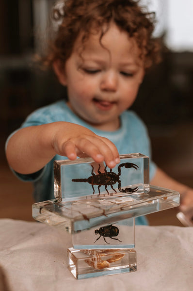 Black Scorpion Specimen