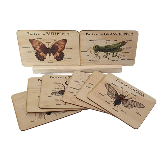 Bug anatomy card set