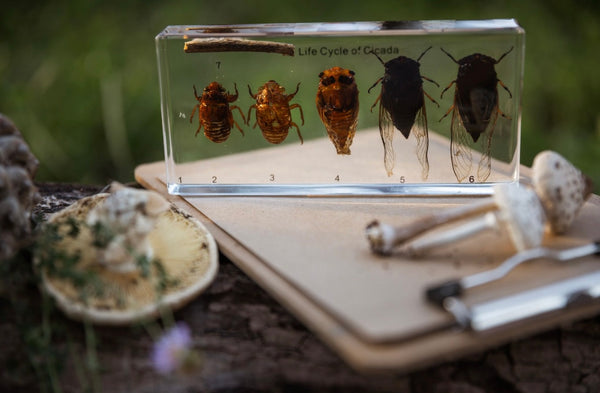 Cicada Life Cycle Specimen Block