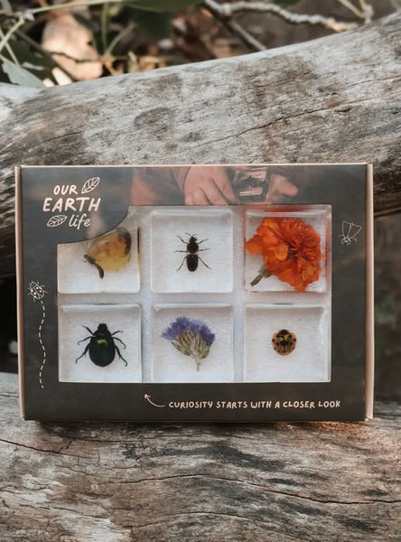 Pollinator Pals Specimen Set