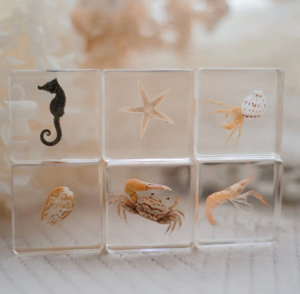 Ocean Explorer Specimen Set