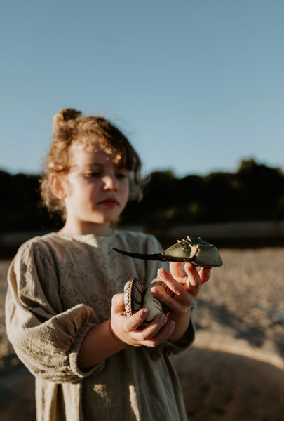 HORSESHOE CRAB