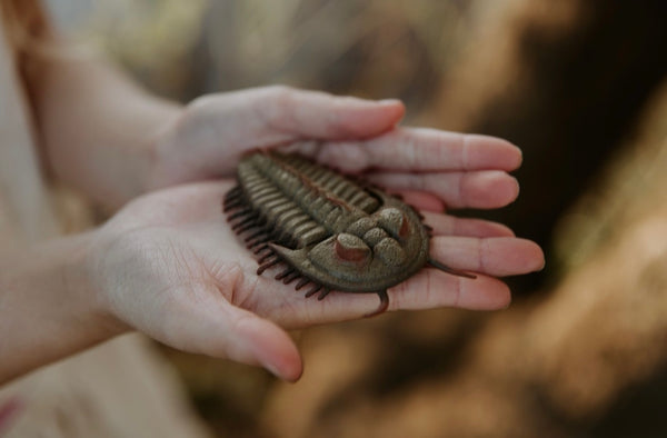 REDLICHIA REX TRILOBITE