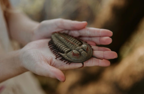 REDLICHIA REX TRILOBITE