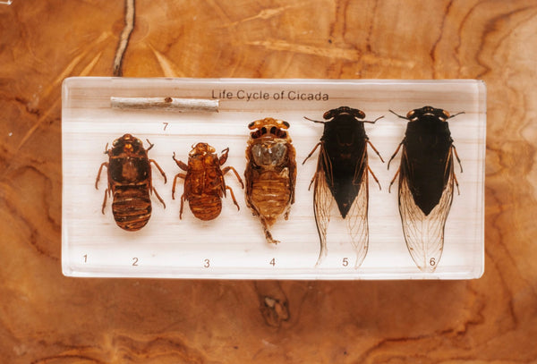 Cicada Life Cycle Specimen Block