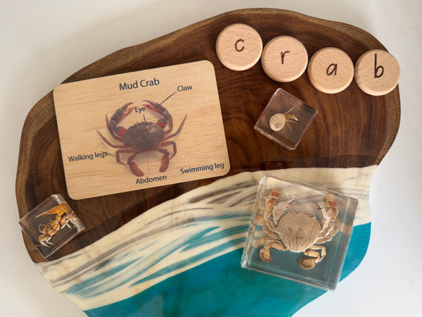 Sea life anatomy cards (set of 7)