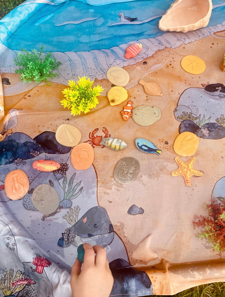 Let’s Investigate – Seashore