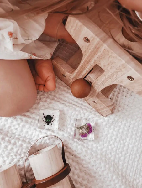 Pollinator Pals Specimen Set