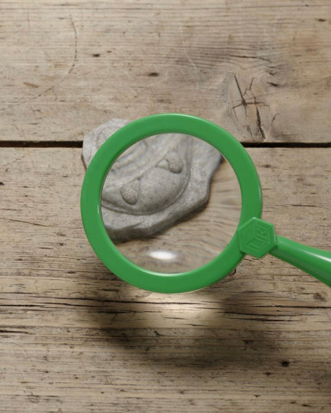 Let’s Investigate – Fossils