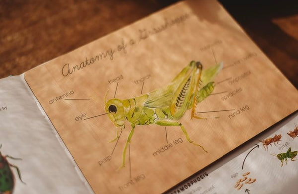 Anatomy of a Grasshopper Board