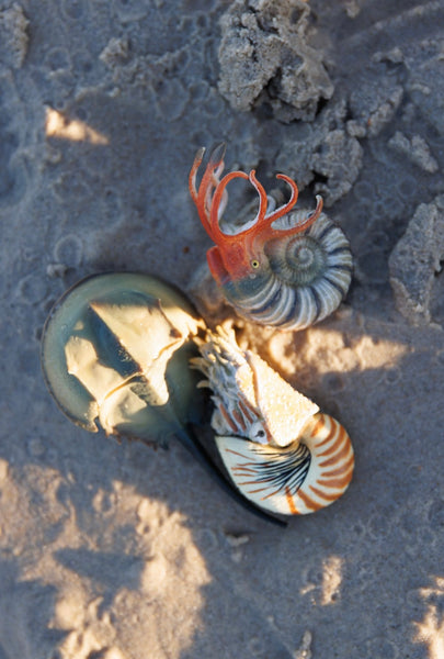 NAUTILUS POMPILIUS
