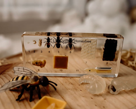 Honey Bee Lifecycle Specimen Block