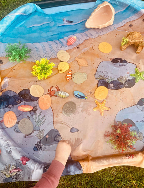 Let’s Investigate – Seashore