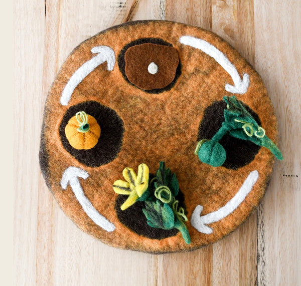 FELT LIFECYCLE OF PUMPKIN
