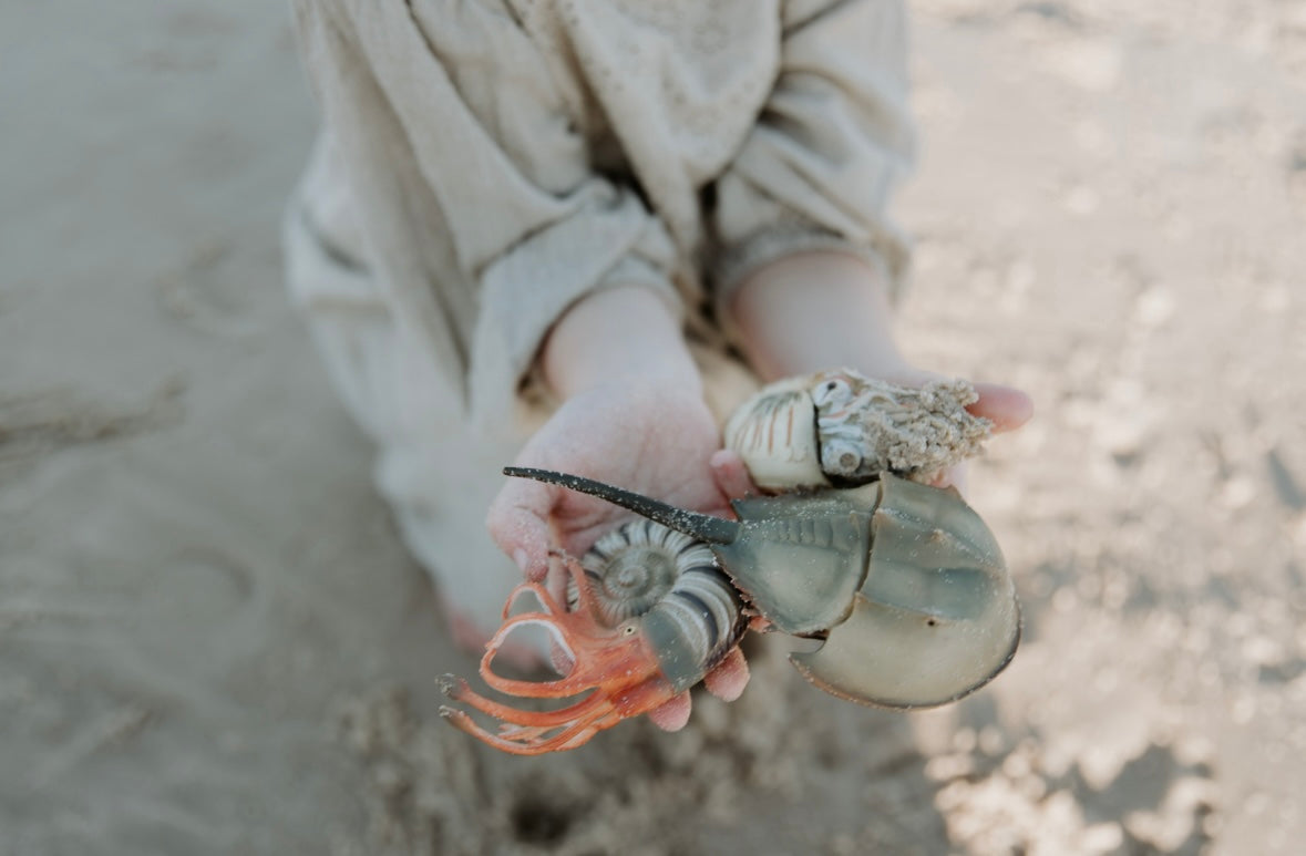 HORSESHOE CRAB