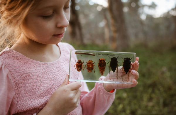 Cicada Life Cycle Specimen Block