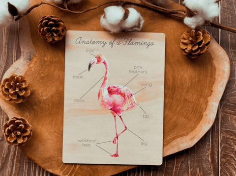 Flamingo Anatomy Board
