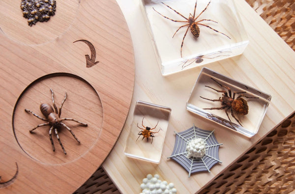 Spider Specimen Set