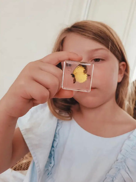 Pollinator Pals Specimen Set