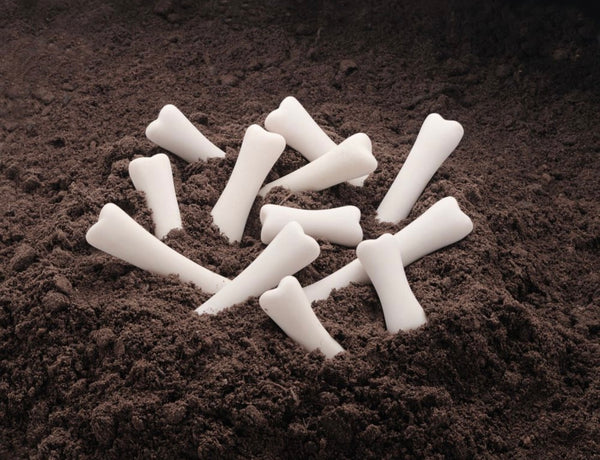 Dinosaur Bones Discovery Set of 12