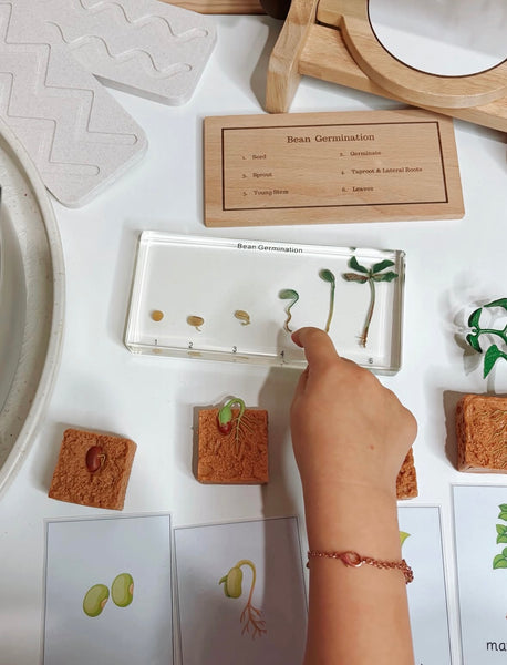 Lifecycle of a green bean plant