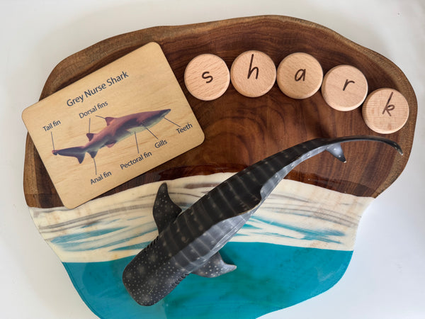 Sea life anatomy cards (set of 7)